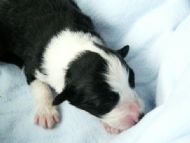 4. Black boy Sam 4 days old